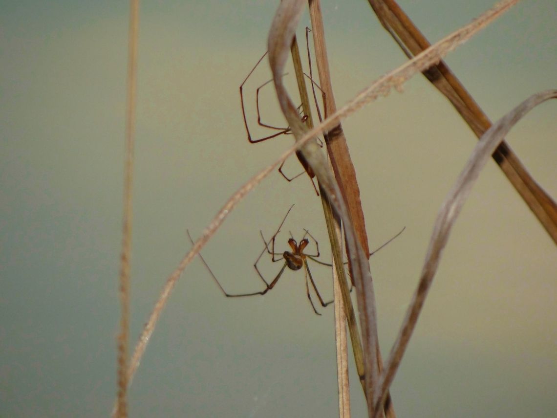 Spiders No clue what kind of spider,but they were all around the pond Tetragnatha elongata