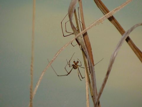 Spiders No clue what kind of spider,but they were all around the pond Tetragnatha elongata