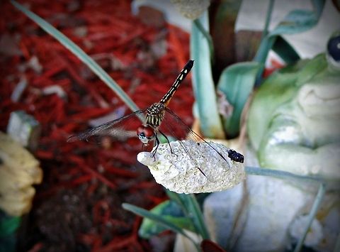 Blue Dasher female Hanging out in the garden Blue Dasher,Pachydiplax longipennis