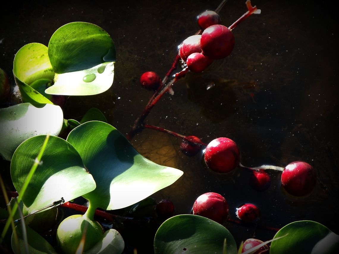 Water Hyacinth  Common Water Hyacinth,Eichhornia crassipes