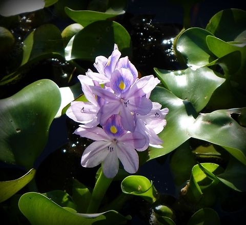 Water Hyacinths  Common Water Hyacinth,Eichhornia crassipes,invasive species