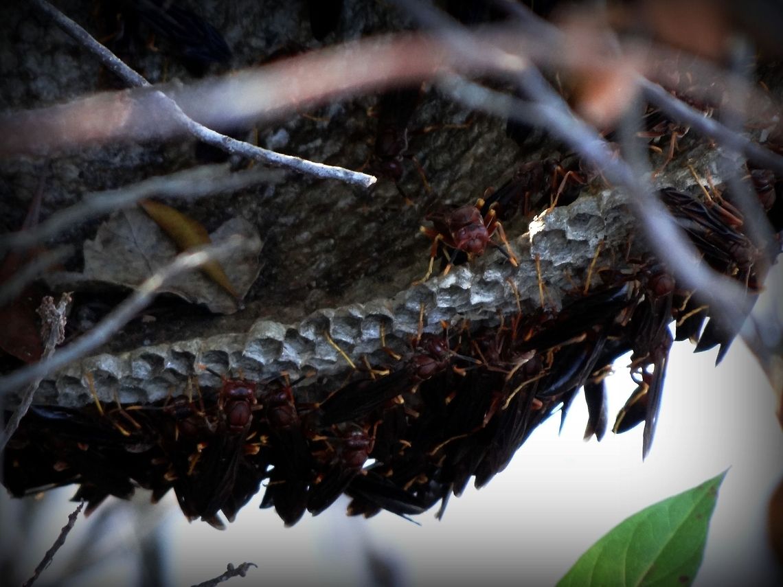 Paper wasps