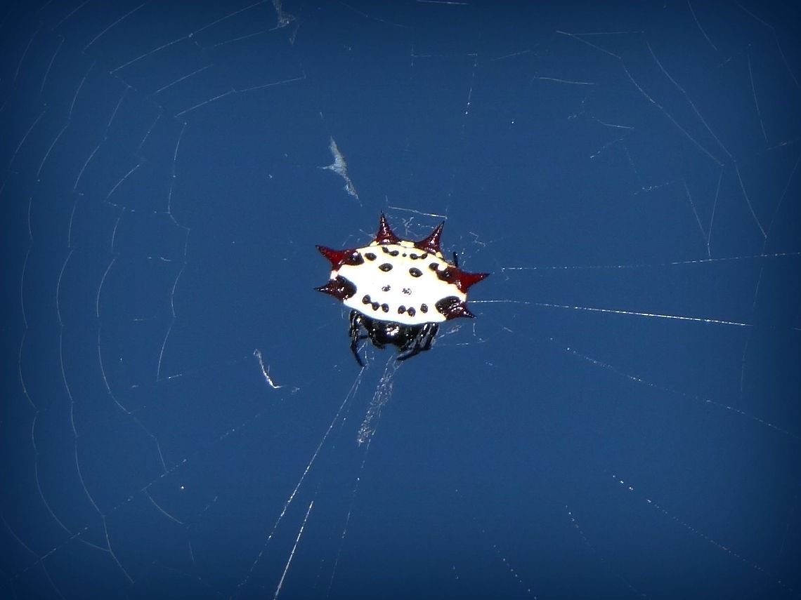 Jewel Spider? Not the best picture,but the coolest looking spider I have ever seen! Austracantha minax,Gasteracantha cancriformis