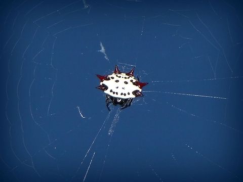 Jewel Spider? Not the best picture,but the coolest looking spider I have ever seen! Austracantha minax,Gasteracantha cancriformis