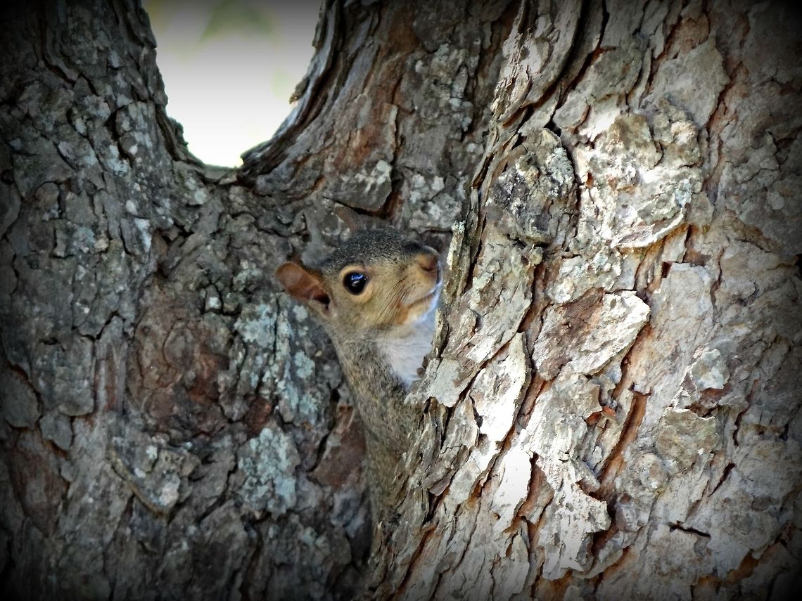 Camoflauged  Eastern gray squirrel,Sciurus carolinensis