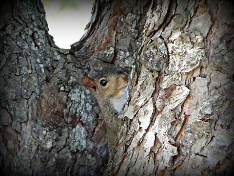 Camoflauged  Eastern gray squirrel,Sciurus carolinensis