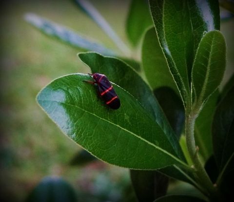 Two-lined Spittlebug  Prosapia bicincta