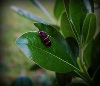 Two-lined Spittlebug  Prosapia bicincta