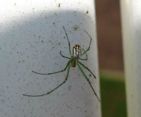 Orchard spider There were about 4 of these guys hanging on my neighbor's fence. Loved the coloring. Living in Georgia sure has helped me overcome my fear of spiders! Leucauge venusta,Orchard spider