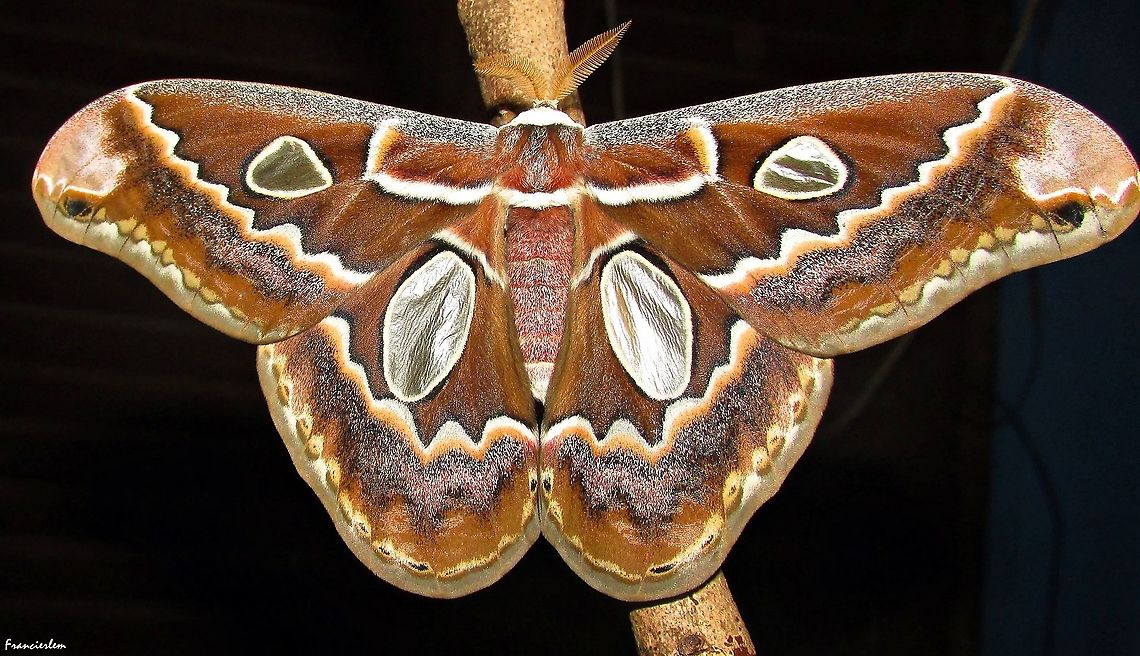 Rothschildia prionia. Extremoz, RN-Brasil. Uma f&ecirc;mea. Raro na minha regi&atilde;o.<br />
<section class="video"><iframe width="448" height="282" src="https://www.youtube-nocookie.com/embed/TXlm6y7bamo?hd=1&autoplay=0&rel=0" frameborder="0" allowfullscreen></iframe></section><br />
<section class="video"><iframe width="448" height="282" src="https://www.youtube-nocookie.com/embed/GEe54Pwkkoo?hd=1&autoplay=0&rel=0" frameborder="0" allowfullscreen></iframe></section> Rothschildia orizaba,Rothschildia prionia,insect,moth,rothschildia,saturniidae
