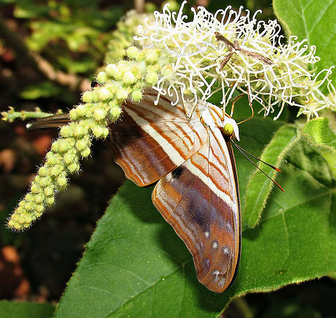 Marpesia chiron  Many-banded daggerwing,Marpesia chiron,Nymphalidae,borboletas
