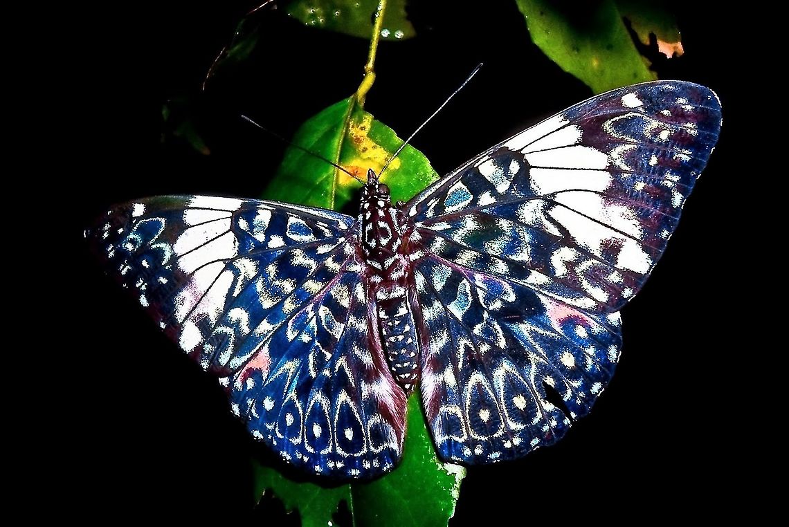 Hamadryas amphinome Foto feita a noite.<br />
23/05/2020 Hamadryas amphinome,Nymphalidae,Red Cracker,borboletas