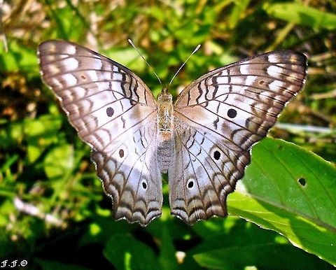 Anartia jatrophae  Anartia jatrophae,Brazil,Geotagged,Lepidoptera,Nymphalidae,White Peacock,Winter,borboletas