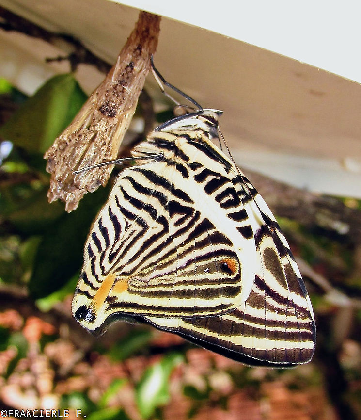 Colobura-dirce Criei em casa.<br />
<section class="video"><iframe width="448" height="282" src="https://www.youtube-nocookie.com/embed/KpKF3ZpAmbA?hd=1&autoplay=0&rel=0" frameborder="0" allowfullscreen></iframe></section><br />
<section class="video"><iframe width="448" height="282" src="https://www.youtube-nocookie.com/embed/plhJ_zSrPCQ?hd=1&autoplay=0&rel=0" frameborder="0" allowfullscreen></iframe></section> Colobura dirce,Dirce Beauty,Nymphalidae