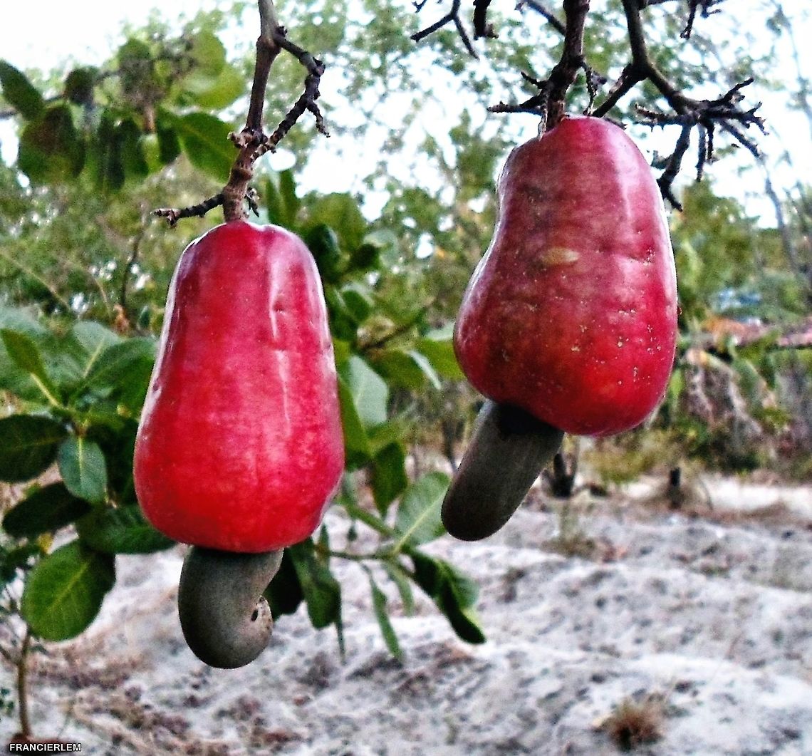 Caj&uacute; Esse tipo &eacute; Conhecido como caju banana, por causa do tamanho da fruta. Anacardium occidentale,Cashew,Fruit