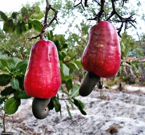 Caj&uacute; Esse tipo &eacute; Conhecido como caju banana, por causa do tamanho da fruta. Anacardium occidentale,Cashew,Fruit