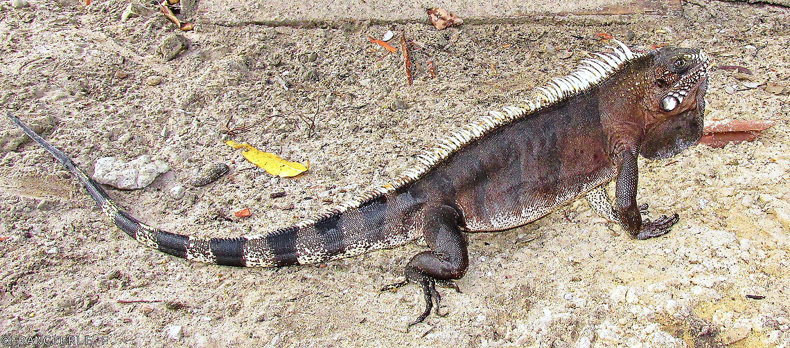 Iguana-verde. Conhecido tamb&eacute;m como camale&atilde;o. O da foto &eacute; velho. Apareceu na casa de um amigo. Tinha mais de 1m. Green Iguana,Green iguana,Iguana iguana