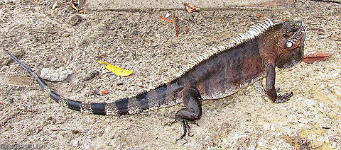 Iguana-verde. Conhecido tamb&eacute;m como camale&atilde;o. O da foto &eacute; velho. Apareceu na casa de um amigo. Tinha mais de 1m. Green Iguana,Green iguana,Iguana iguana