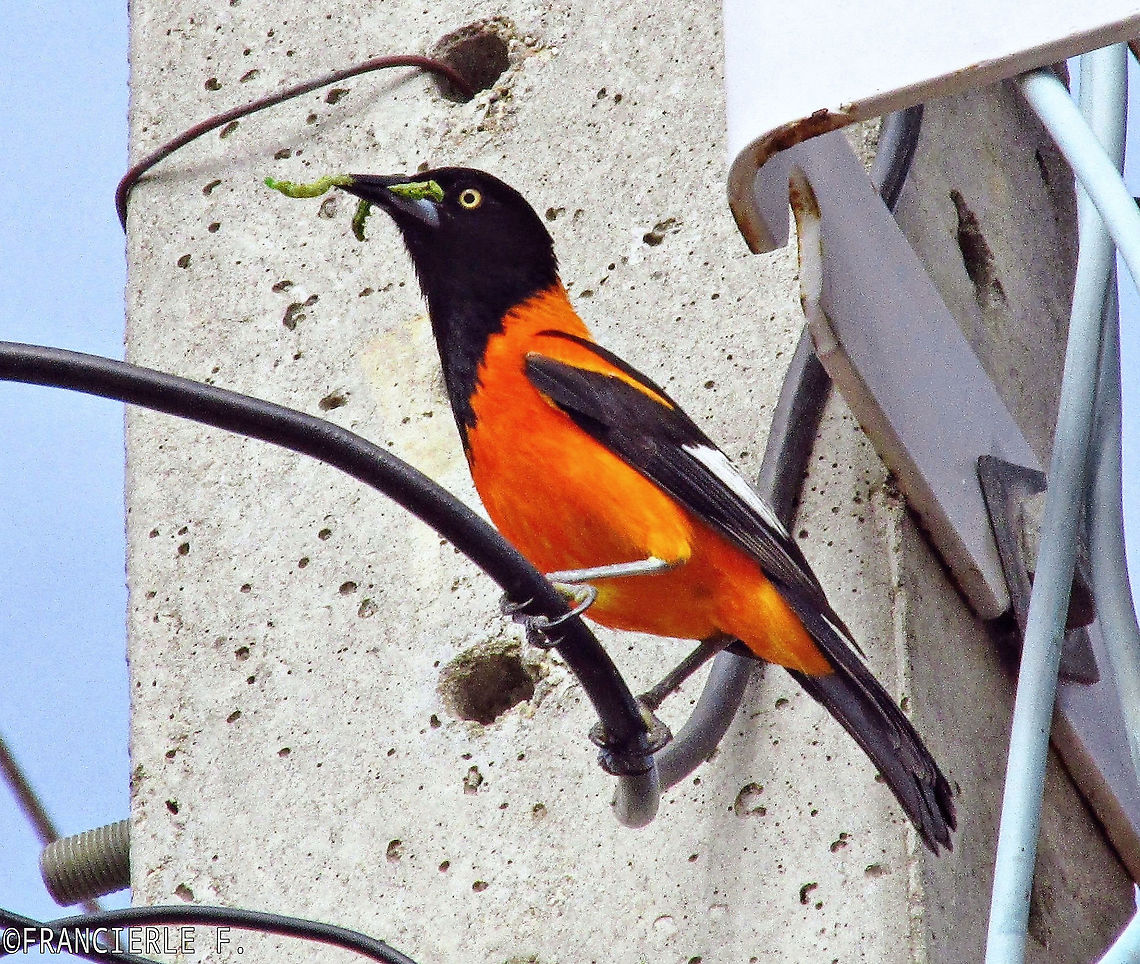 icterus jamacaii Tinha um ninho em um poste de luz.<br />
<section class="video"><iframe width="448" height="282" src="https://www.youtube-nocookie.com/embed/9Y-wvUbdRRs?hd=1&autoplay=0&rel=0" frameborder="0" allowfullscreen></iframe></section> Aves,Brazil,Campo troupial,Geotagged,Icteridae,Icterus jamacaii,Summer,icterus jamacaii