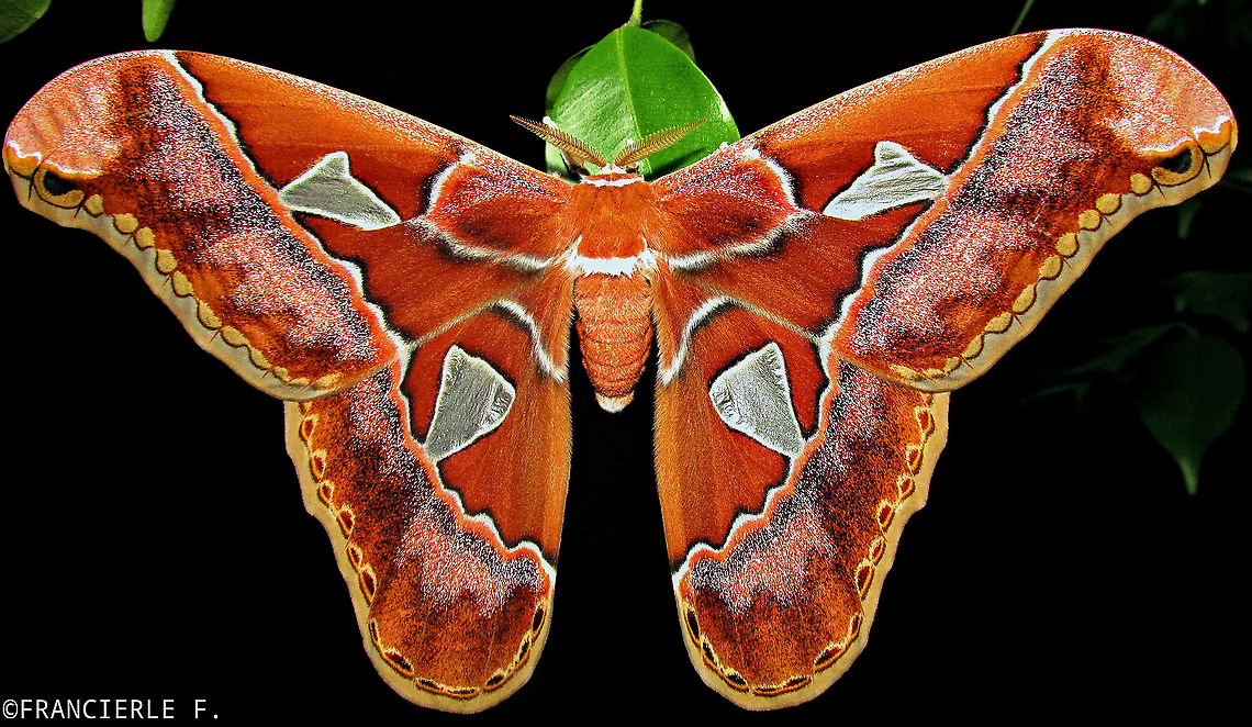 Rothschildia speculifer rubra. Mariposa grande e bonita.<br />
<section class="video"><iframe width="448" height="282" src="https://www.youtube-nocookie.com/embed/VCO0nCOoM7k?hd=1&autoplay=0&rel=0" frameborder="0" allowfullscreen></iframe></section> Brazil,Rothschildia speculifer,mariposa,rothschildia,saturniidae