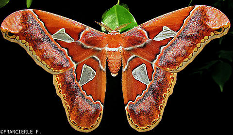 Rothschildia speculifer rubra. Mariposa grande e bonita.
https://youtu.be/VCO0nCOoM7k Brazil,Rothschildia speculifer,mariposa,rothschildia,saturniidae