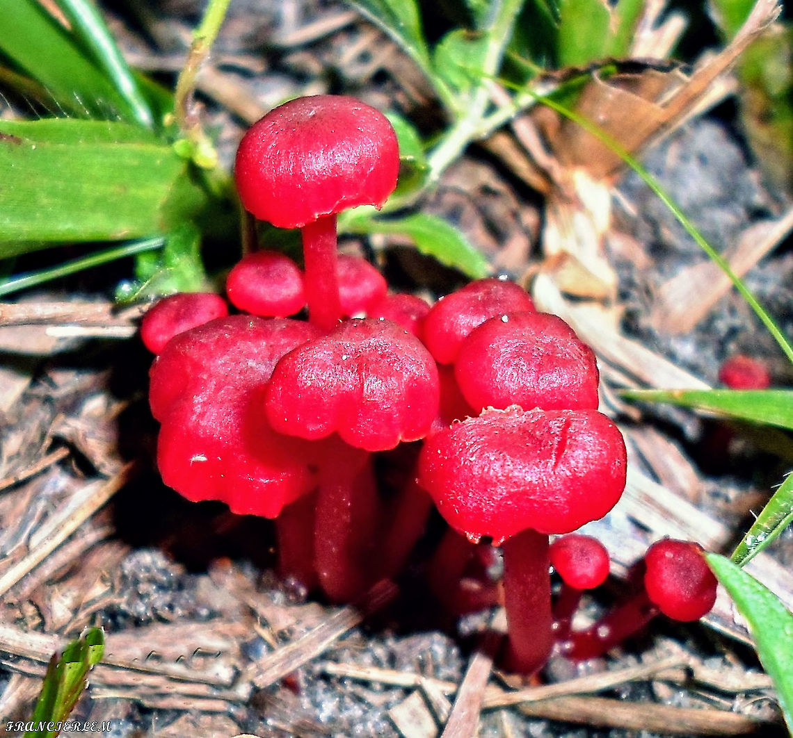Hygrocybe sp. Muito pequeno. Fungi,Fungos,Hygrocybe splendidissima,hygrocybe sp.,red