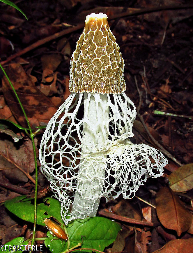 Phallus indusiatus Fotografei a noite. Depois foi destru&iacute;do por formigas.<br />
Tem o cheiro ruim. Bamboo fungus,Fungi,Fungos,Phallus indusiatus