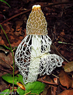Phallus indusiatus Fotografei a noite. Depois foi destruído por formigas.
Tem o cheiro ruim. Bamboo fungus,Fungi,Fungos,Phallus indusiatus