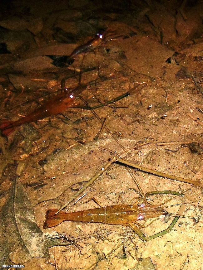 Macrobrachium amazonicum  Amazon River Prawn,Crustacea,Macrobrachium amazonicum,shrimp