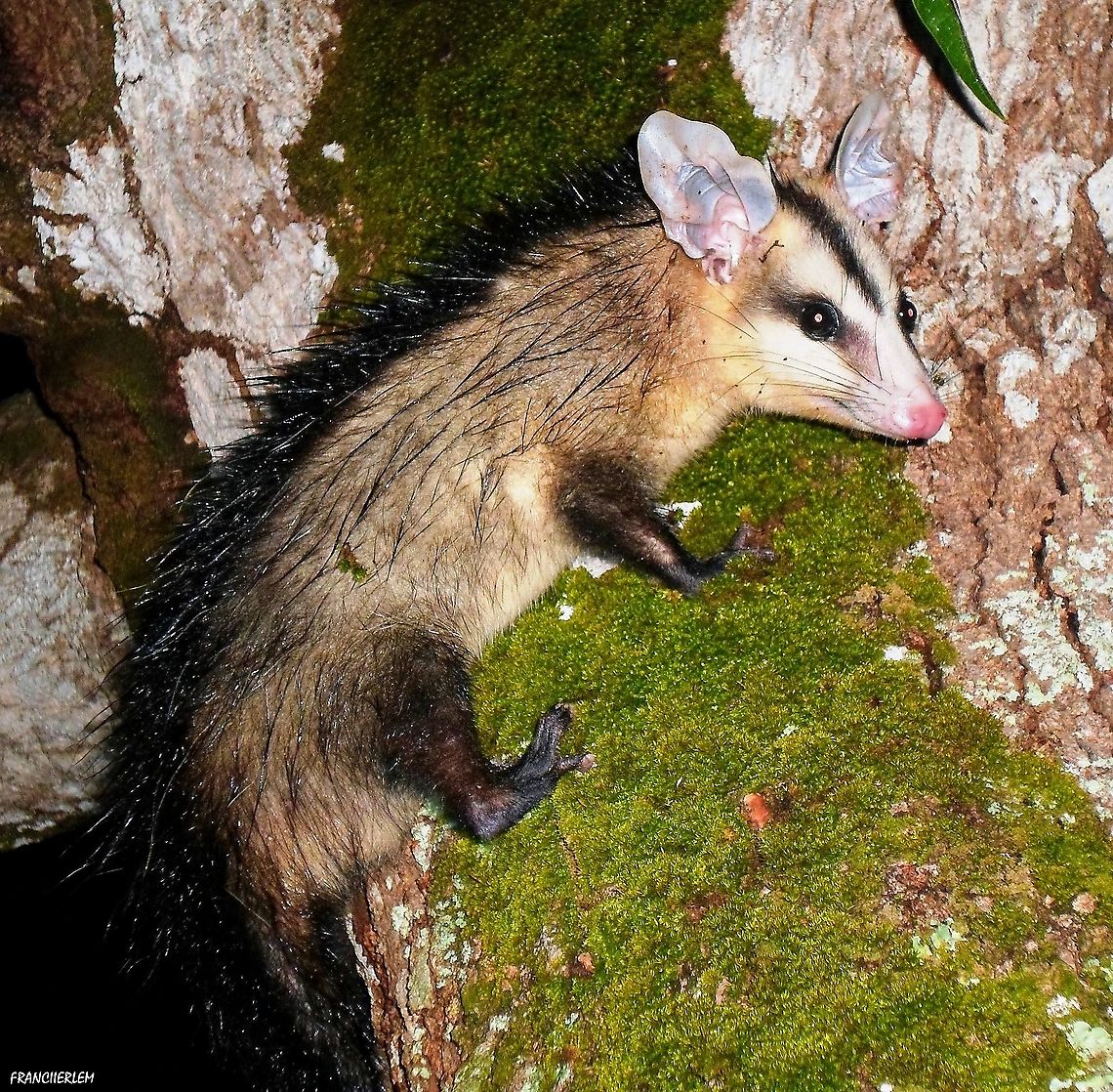 Gambá-de-orelha-branca  Didelphis,Didelphis albiventris,White-eared opossum