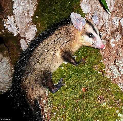 Gamb&aacute;-de-orelha-branca  Didelphis,Didelphis albiventris,White-eared opossum