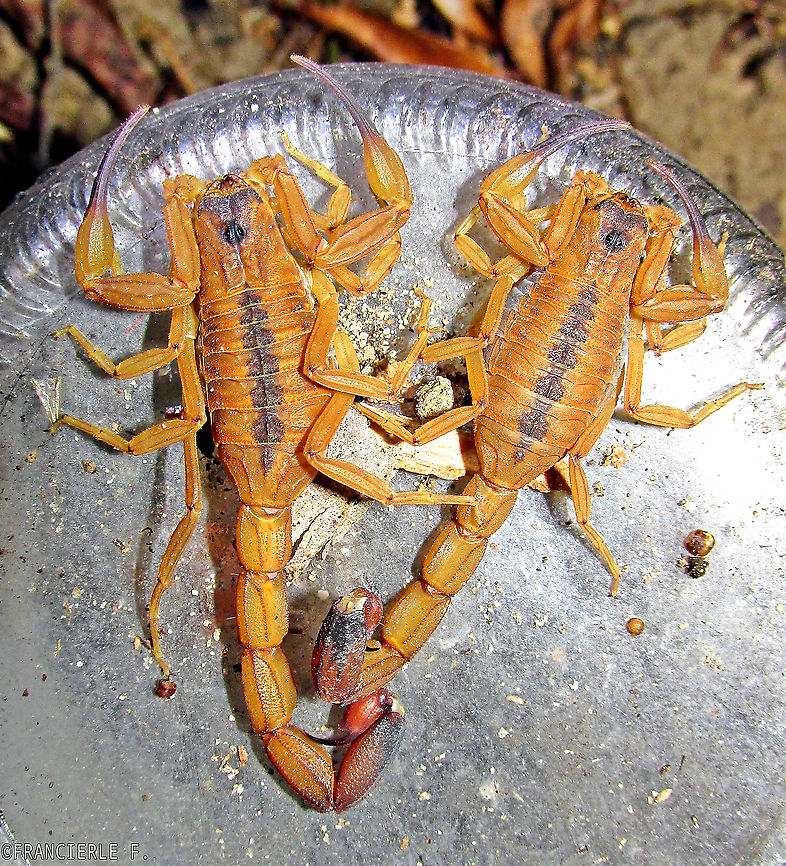 Tityus stigmurus Encontrei pr&oacute;ximo &agrave; minha casa. Depois das fotos, foram soltos em lugar seguro.<br />
Translation: I found it near my house. After the photos, they were released to a safe place. Arachnida,Scorpion,Tityus,Tityus stigmurus