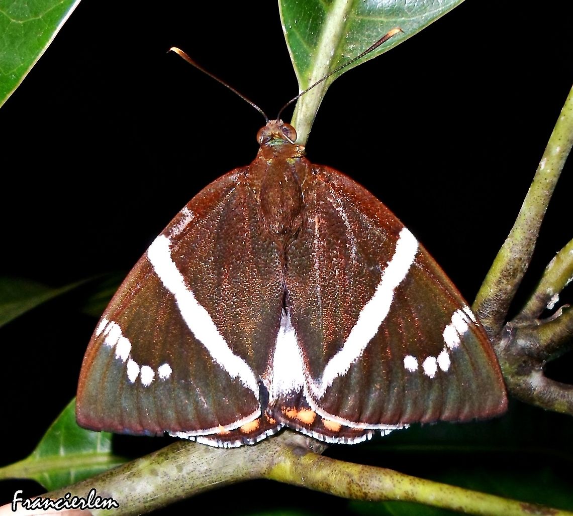 Banana Stem Borer Rare and difficult to photograph. Banana Stem Borer,Brazil,Castniidae,Moth,Telchin licus