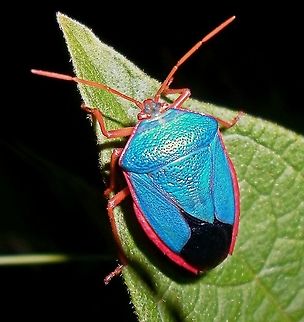 Percevejo das plantas https://youtu.be/uLnaM7ExOts Blue,Bugs,Chinche de Bordes Rojos,Edessa rufomarginata