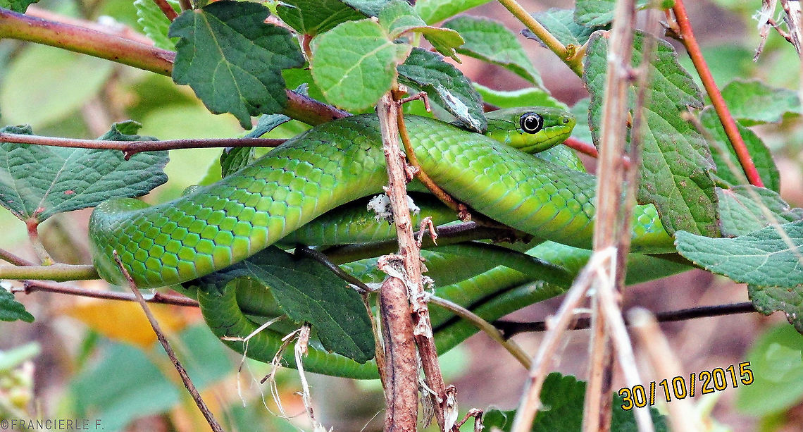 Philodryas olfersii Ready to sleep Cobra,Green,Lichtenstein's green racer,Philodryas olfersii,cobra verde