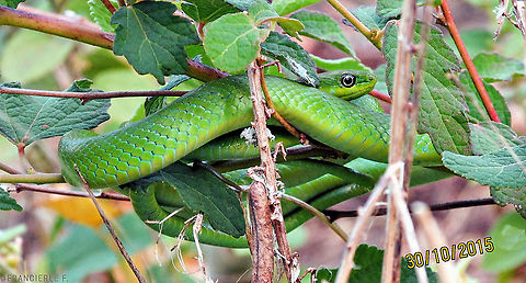 Lichtenstein's green racer