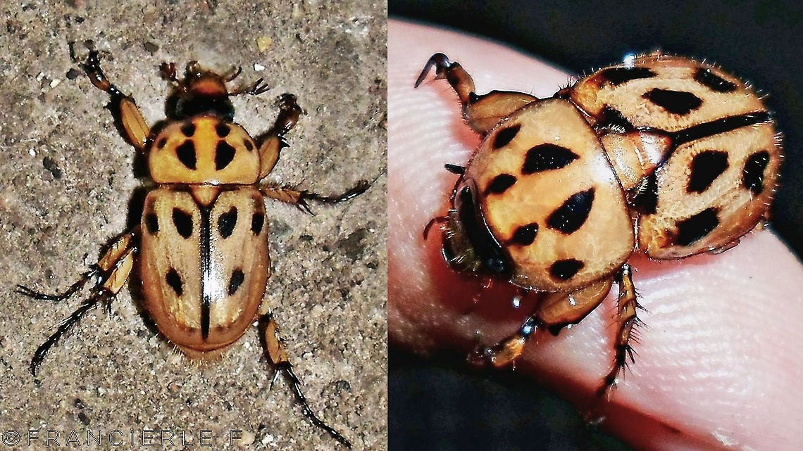 Cyclocephala latericia  Beetles,Cyclocephala,Cyclocephala latericia,Dynastinae