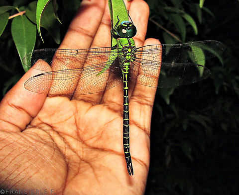 Coryphaeshna adnexa Fotografado a noite. Blue,Coryphaeschna adnexa,Green,Odonata,libelula