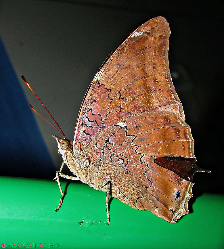 Historis acheronta  Brazil,Fall,Geotagged,Historis acheronta,Nymphalidae,Tailed cecropian