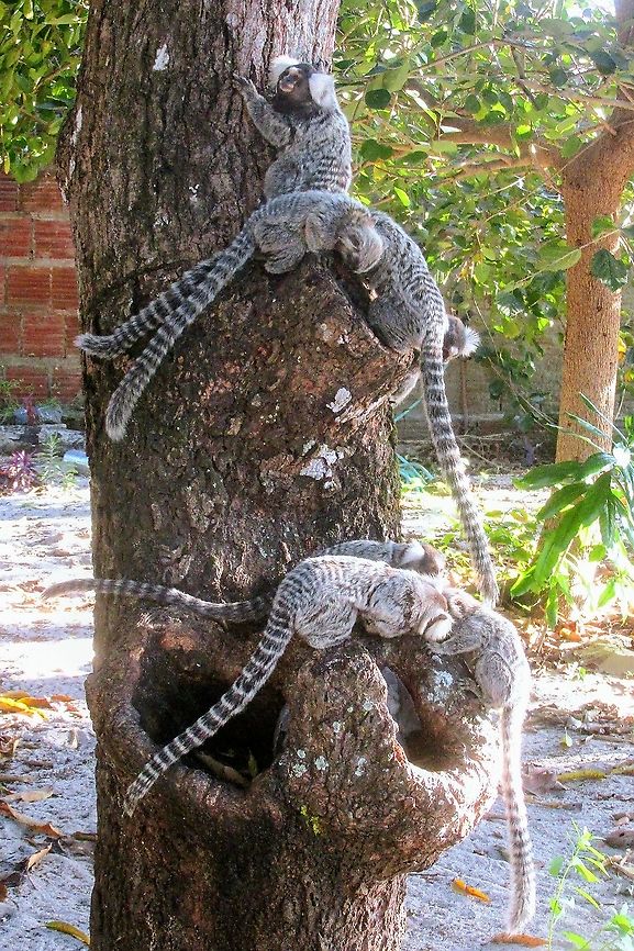 Sagui‐de‐tufo‐branco ou sagui comum  Callithrix jacchus,Common marmoset