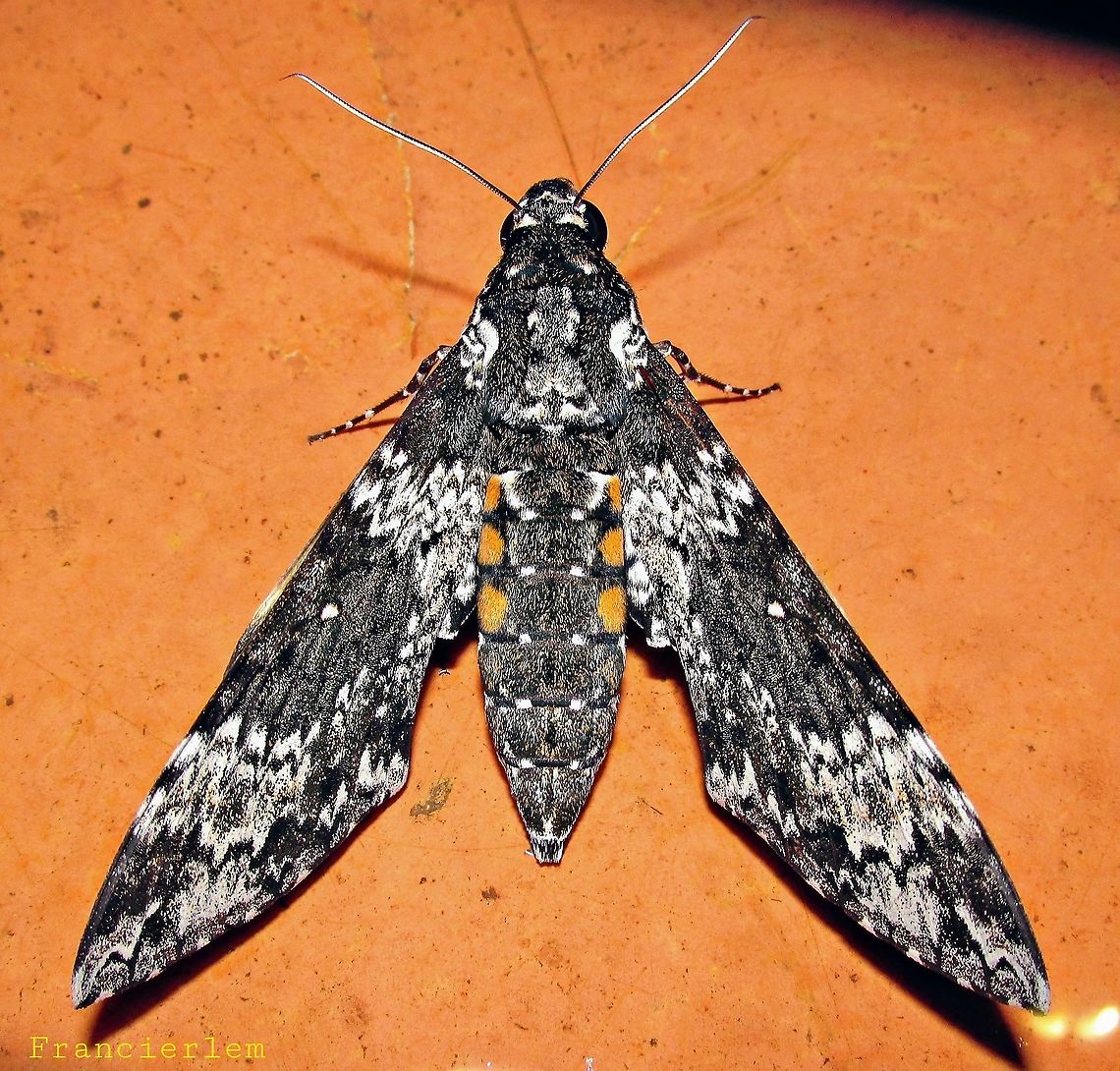 Manduca rustica <section class="video"><iframe width="448" height="282" src="https://www.youtube-nocookie.com/embed/N5rt8Lw4dJM?hd=1&autoplay=0&rel=0" frameborder="0" allowfullscreen></iframe></section> Manduca rustica,Moth,sphingidae
