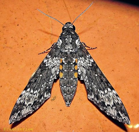 Manduca rustica https://youtu.be/N5rt8Lw4dJM Manduca rustica,Moth,sphingidae