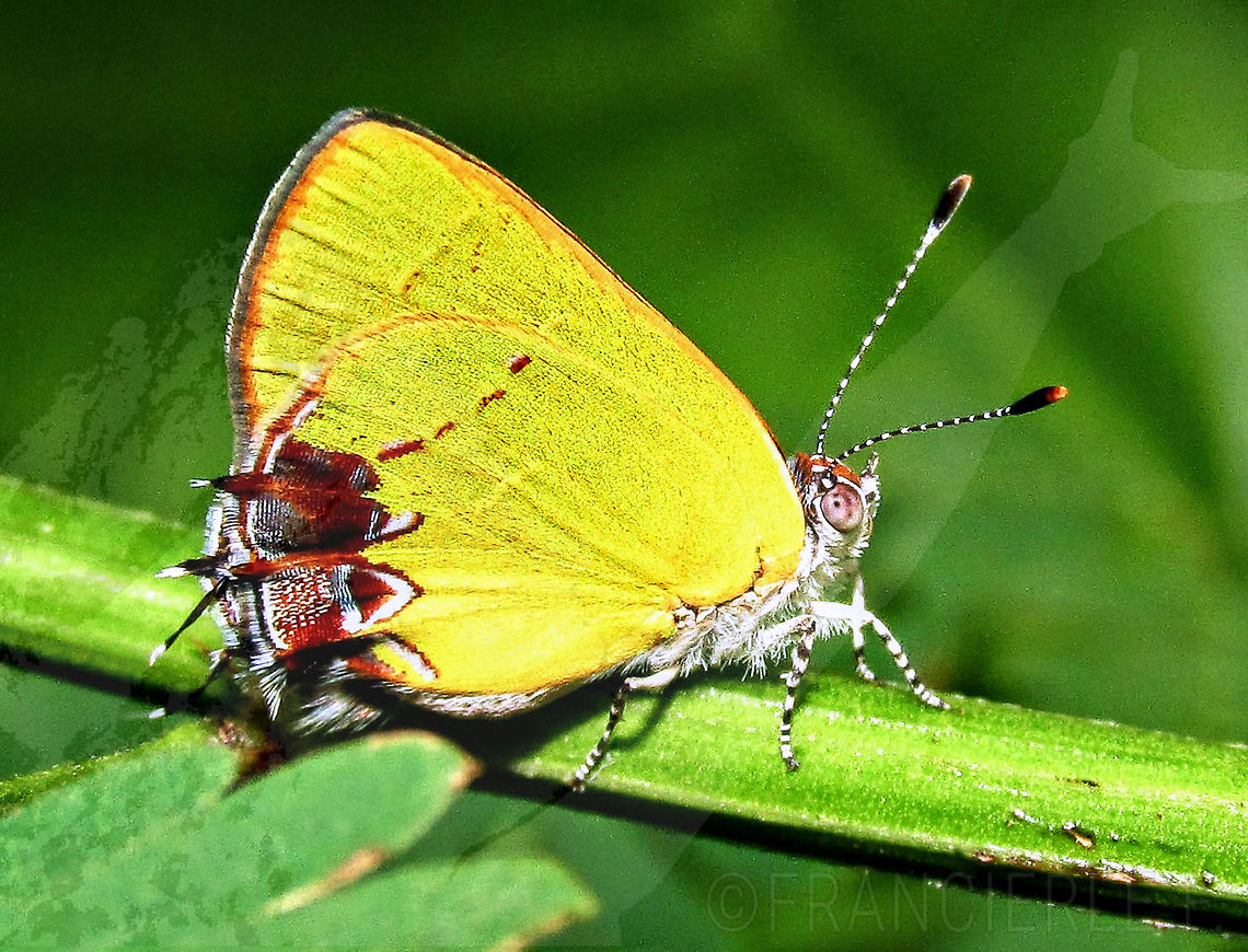 Chlorostrymon telea <section class="video"><iframe width="448" height="282" src="https://www.youtube-nocookie.com/embed/IaNu860YM6M?hd=1&autoplay=0&rel=0" frameborder="0" allowfullscreen></iframe></section> Chlorostrymon telea,Lycaenidae,with video