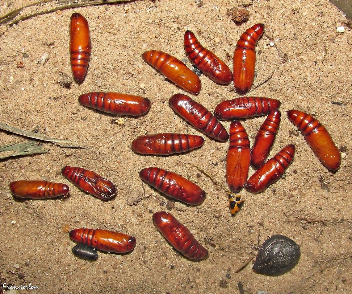 Helicoverpa zea De uma planta&ccedil;&atilde;o de Milho.<br />
A maioria foi embora. Corn Earworm,Helicoverpa zea,Moth,Noctuidae,pupa