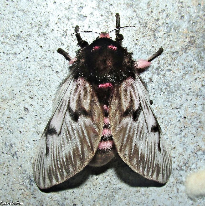Megalopyge lanata F&ecirc;mea  Megalopyge lanata,Megalopygidae,Moth