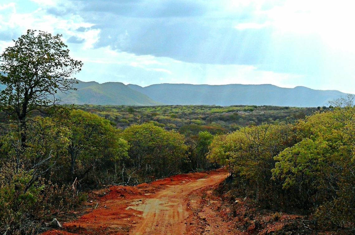 Rainy weather! When it rains in the Caatinga.<br />
<a href="https://en.m.wikipedia.org/wiki/Caatinga" rel="nofollow">https://en.m.wikipedia.org/wiki/Caatinga</a> Caatinga,Green,Landscapes