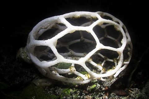 Clathrus chrysomycelinus  Brazil,Clathrus chrysomycelinus,Fungus