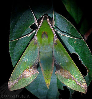 Xylophanes chiron Xylophanes chiron nechus
https://youtu.be/x6iywCCdRuc Green,Xylophanes chiron,sphingidae