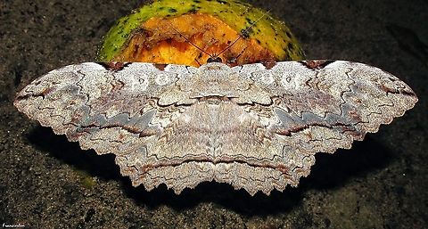 Thysania zenobia https://youtu.be/Ymxv5dC8UOE
https://youtu.be/xkEKeuaK5HI Moth,Thysania zenobia,erebidae