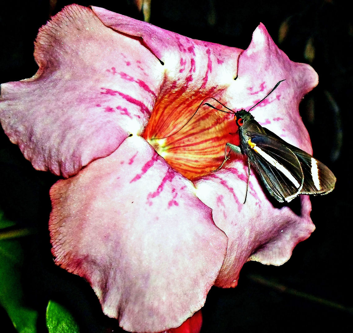 Synale hylaspes  Butterfly,Hesperiidae,Synale hylaspes